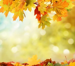 autumn-background